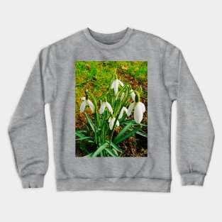 Beautiful Snowdrops In The Grass Fields Crewneck Sweatshirt